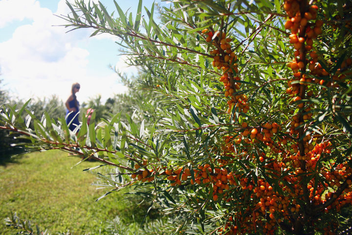 Sérum Mara Anti-taches - Savon des Canton et Jardin des Sens